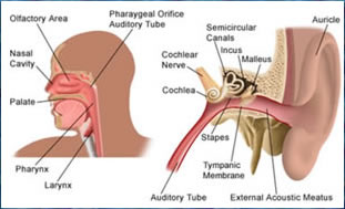 Diagram of Ear, Nose, Throat